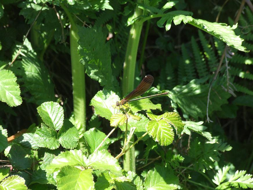 Calopterx haemorrhoidalis
